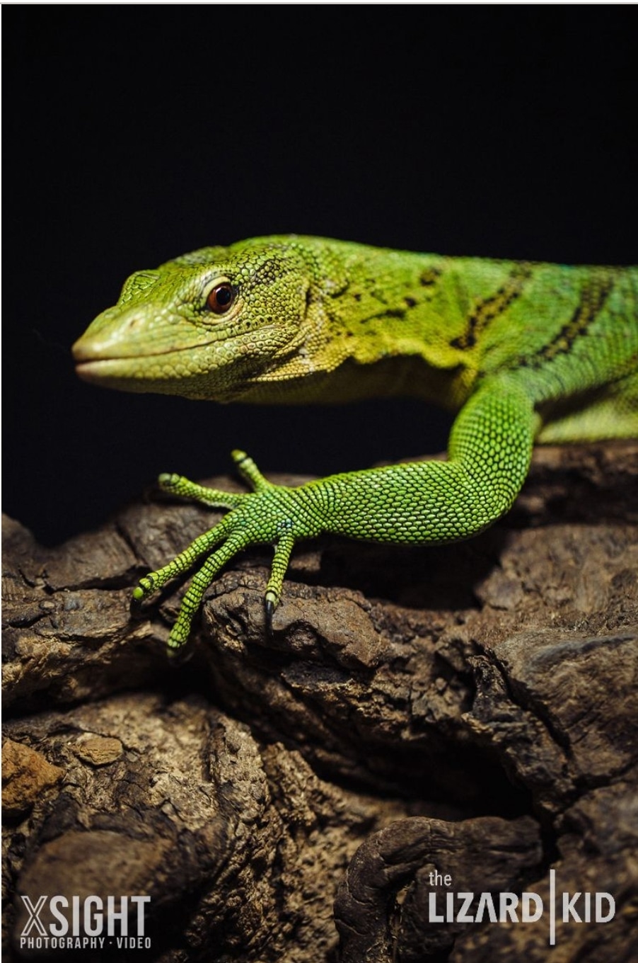 Baby True Captive Breed Jalapeño & Olive Lines Green Tree Monitor by