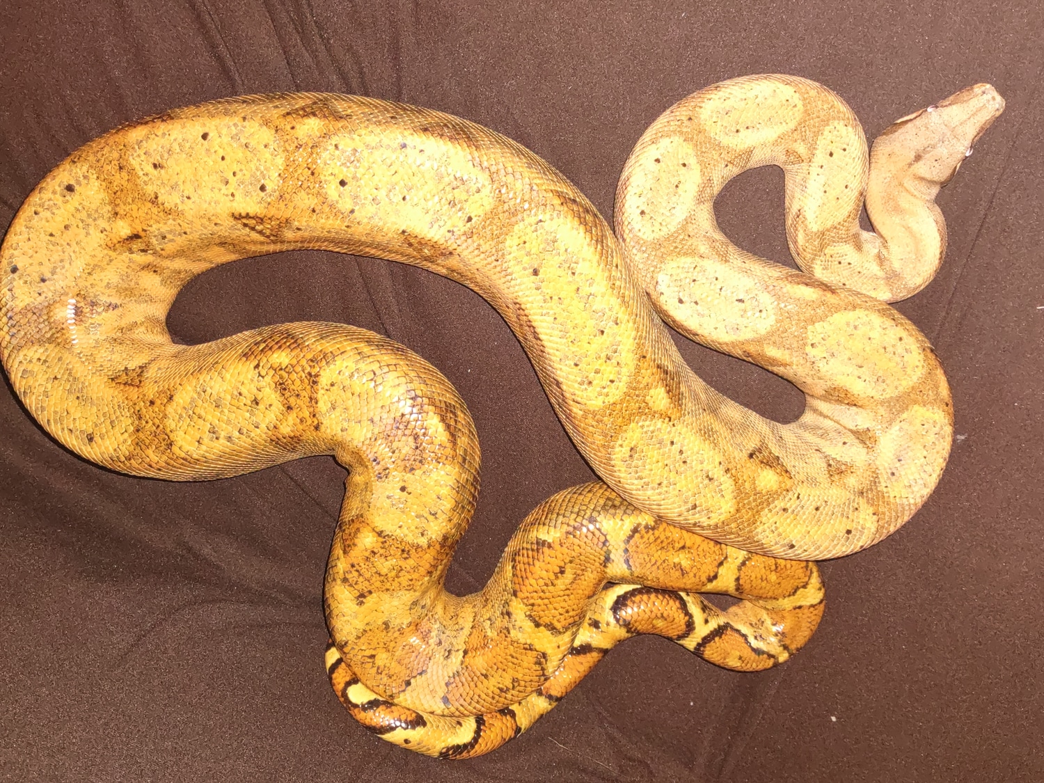 Hog Island Boa Boa Constrictor by Urban legend reptiles MorphMarket