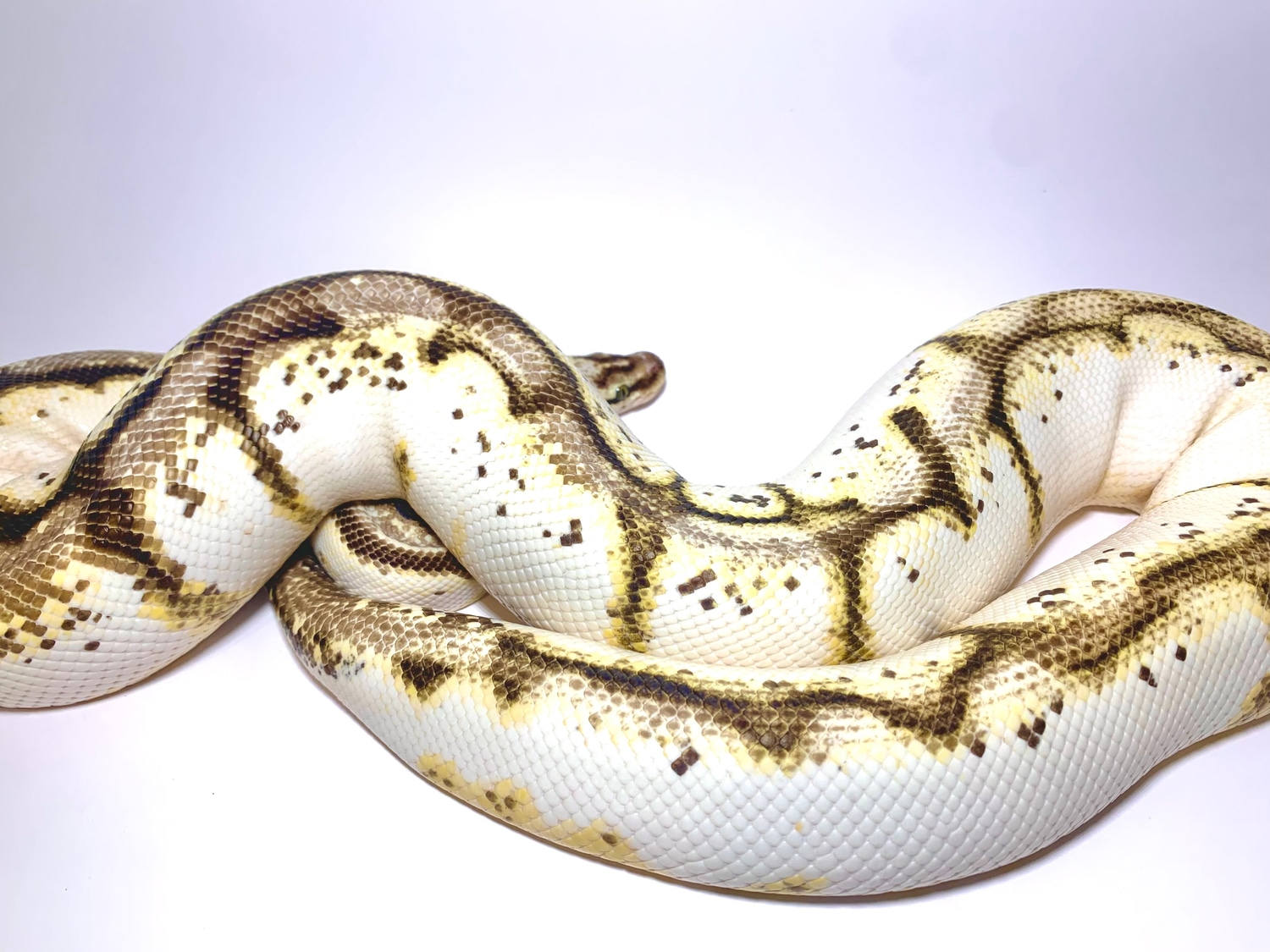 OD YB Calibee Ball Python by The Morph Architect - MorphMarket