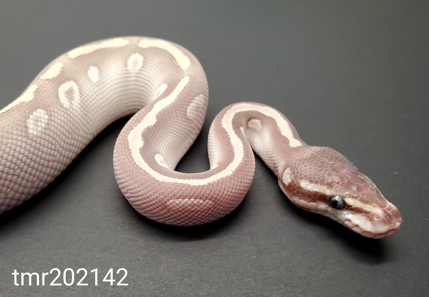 Purple Passion Ball Python by The Morph Ranch - MorphMarket