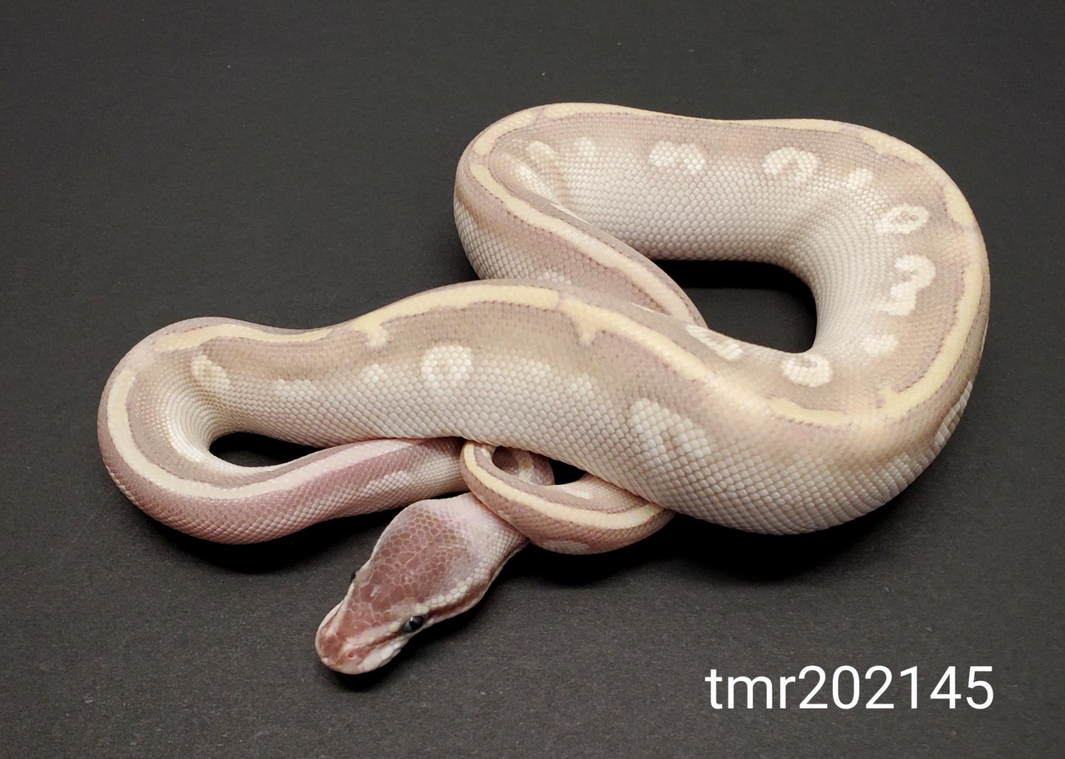 Purple Passion Ball Python by The Morph Ranch - MorphMarket