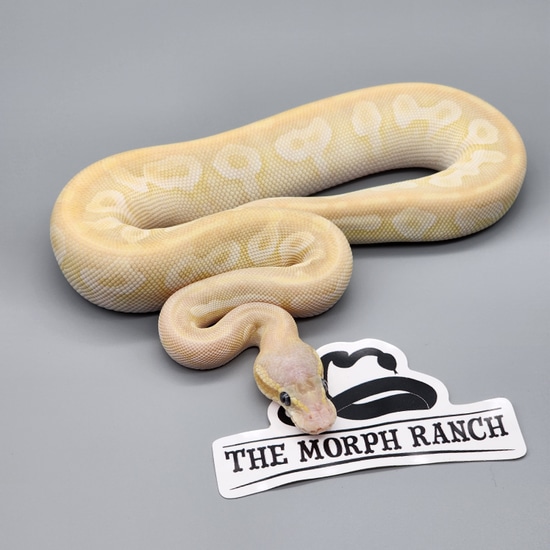Pastel Crystal Ball Python by The Morph Ranch