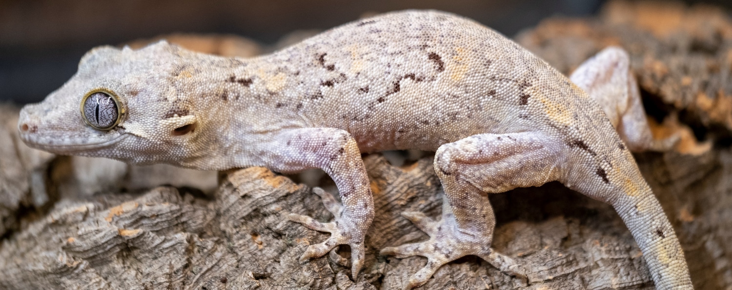 Phantom Eyed White/Black/Yellow Retic Gargoyle Gecko by The Phantom