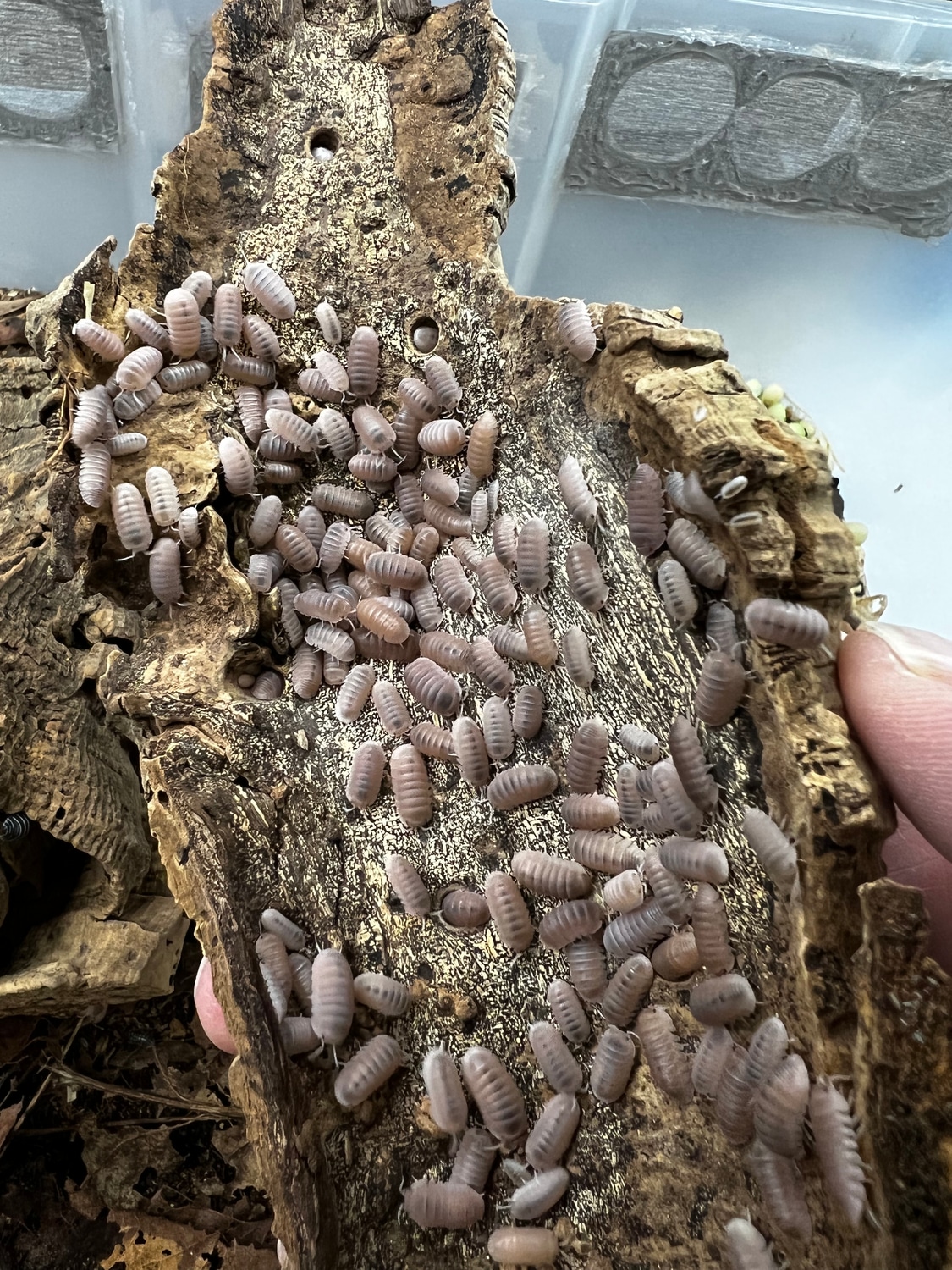 Cubaris Murina “Papaya” 50 Count 50 Isopod by Ezyeddie Isopods