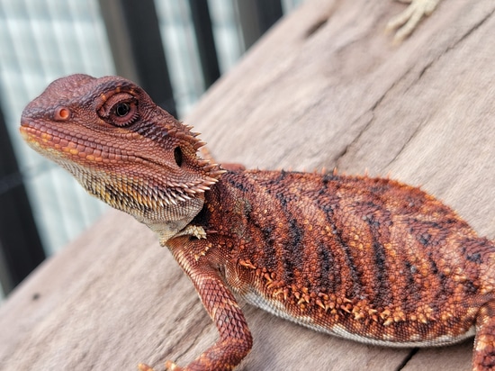 100% Red Monster Juvenile Bearded Dragon (LK Bloodline) Central Bearded ...