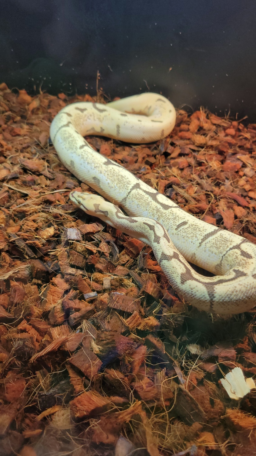 0.1 Fire OD Spider YB *no Wobble Ball Python by The Prodigal Dragons ...