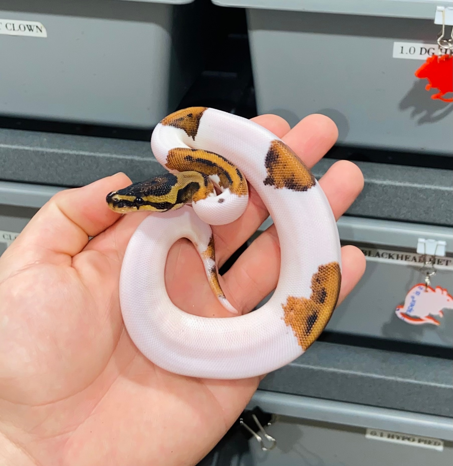 Calico Pied Het DG Ball Python by The Python Pit - MorphMarket