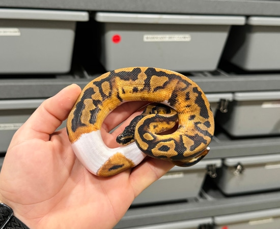 Pied Het Desert Ghost Ball Python by The Python Pit