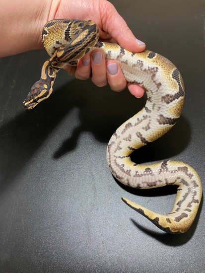 Normal 66% Het Pied Ball Python by Moreno Ball Pythons