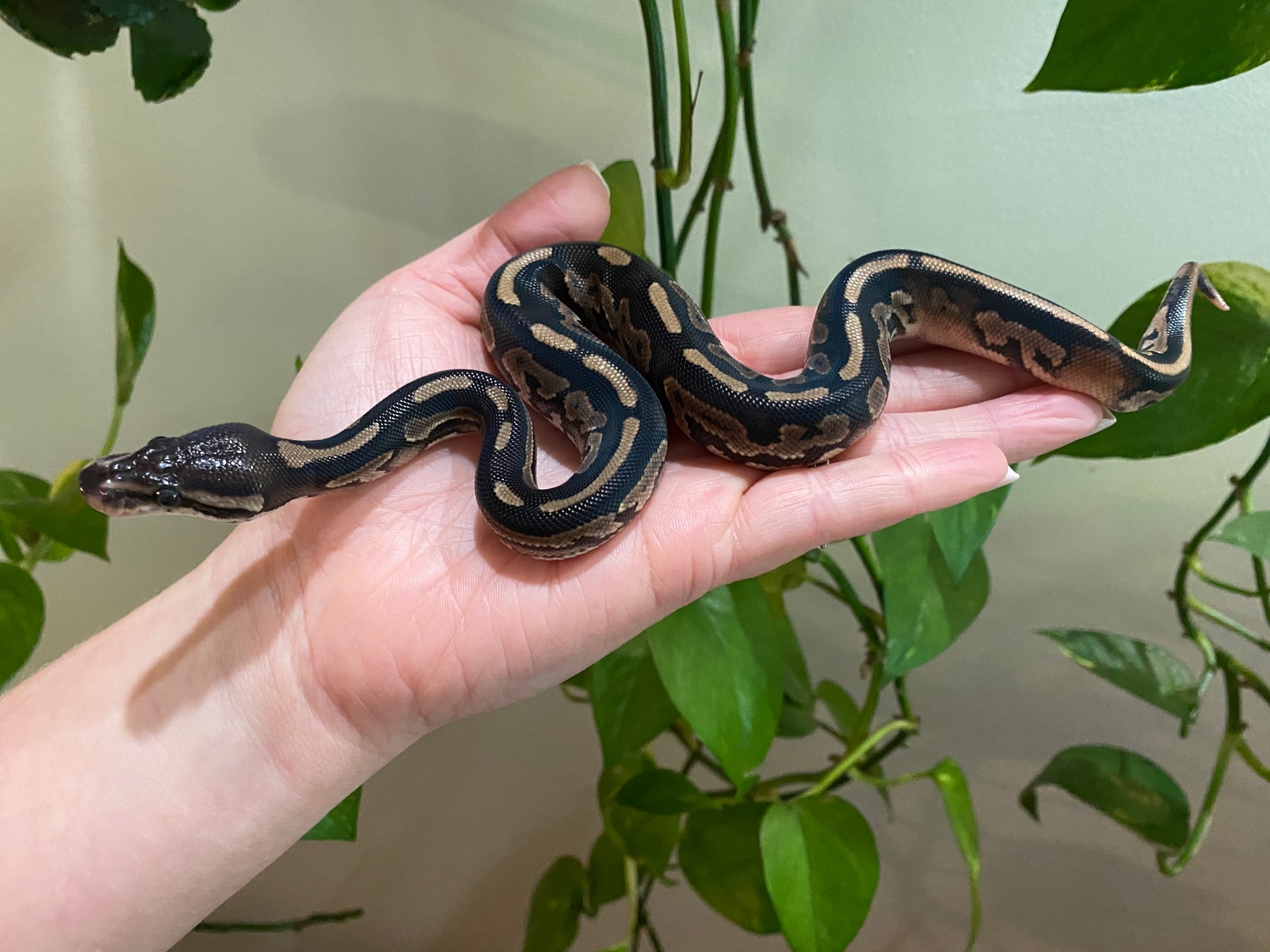 Cinnamon Sandblast Het Pied Ball Python by Moreno Ball Pythons