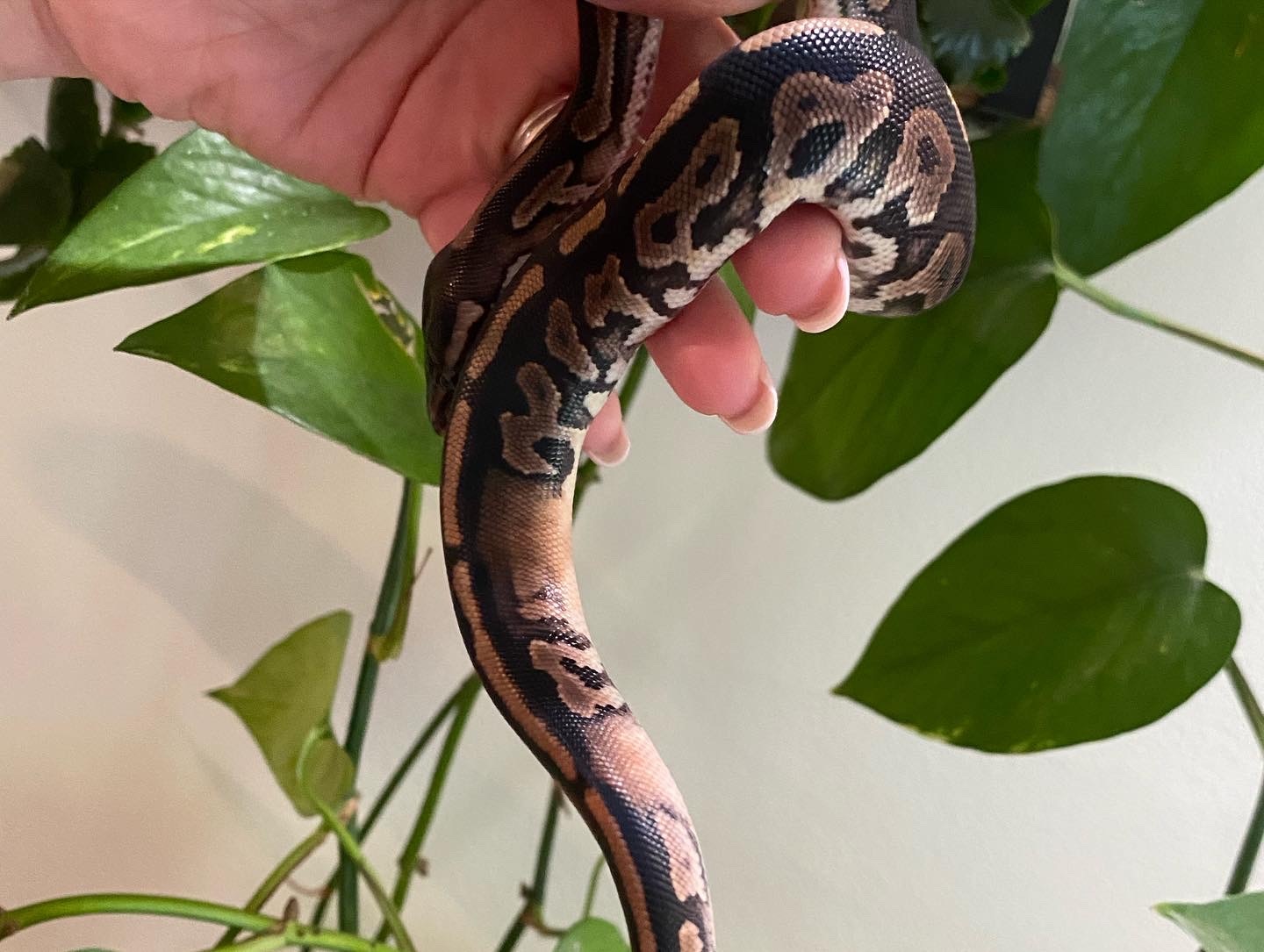 Cinnamon Sandblast Het Pied Ball Python by Moreno Ball Pythons ...
