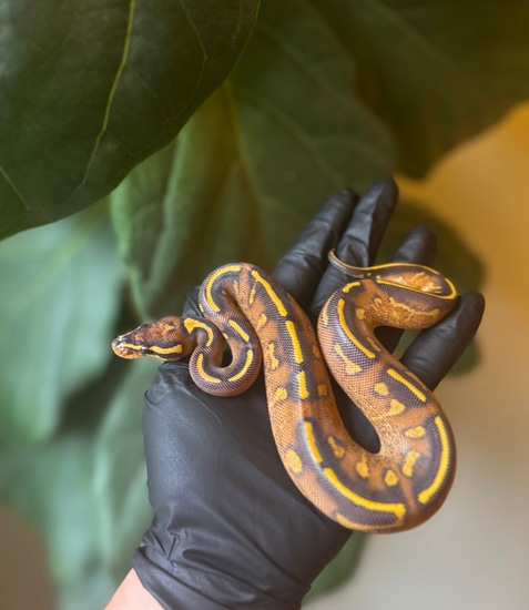 Super Gravel Ball Python by Moreno Ball Pythons