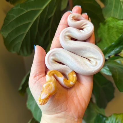 Albino Clown Pied Ball Python