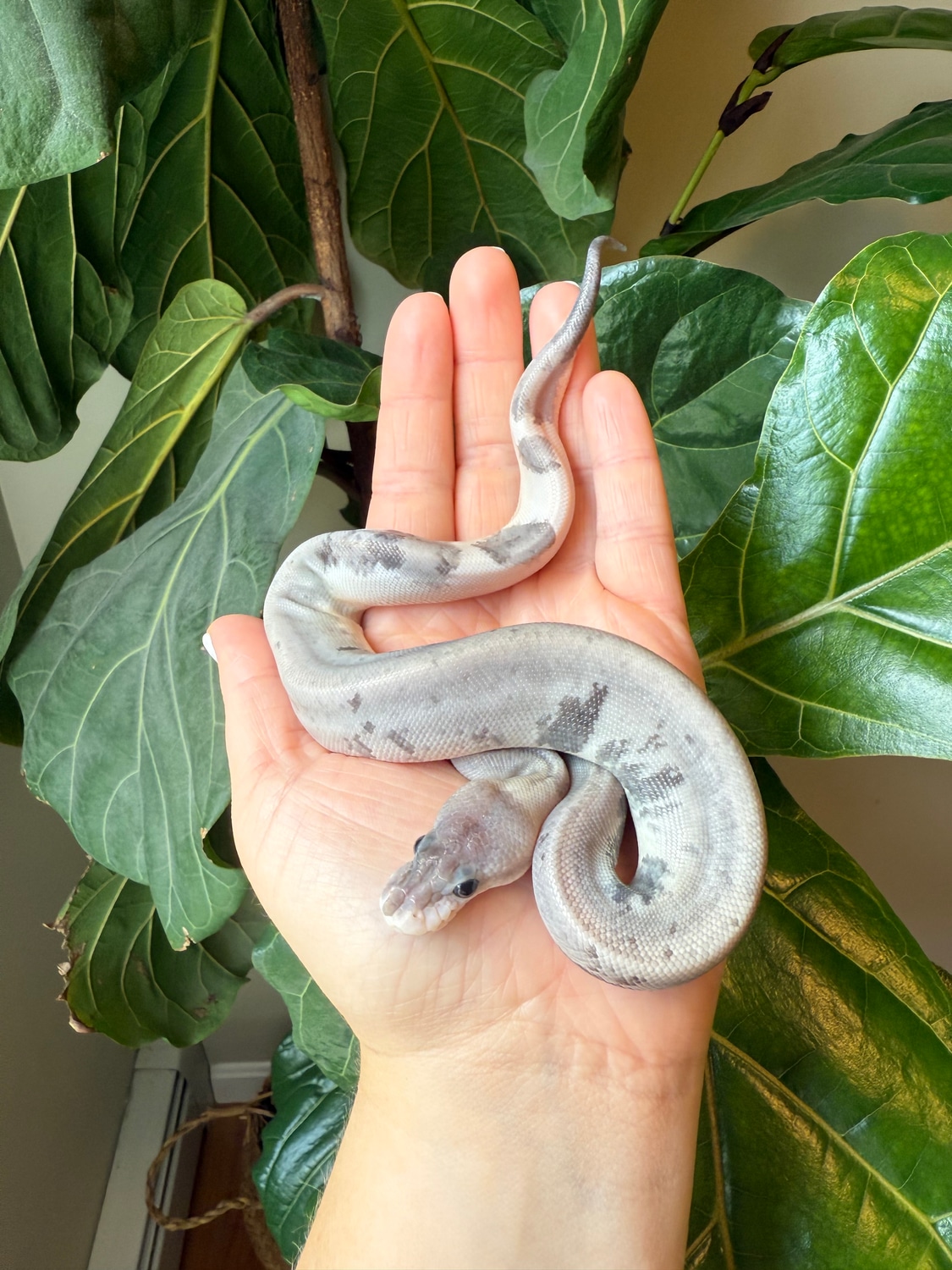 Moreno Ball Pythons