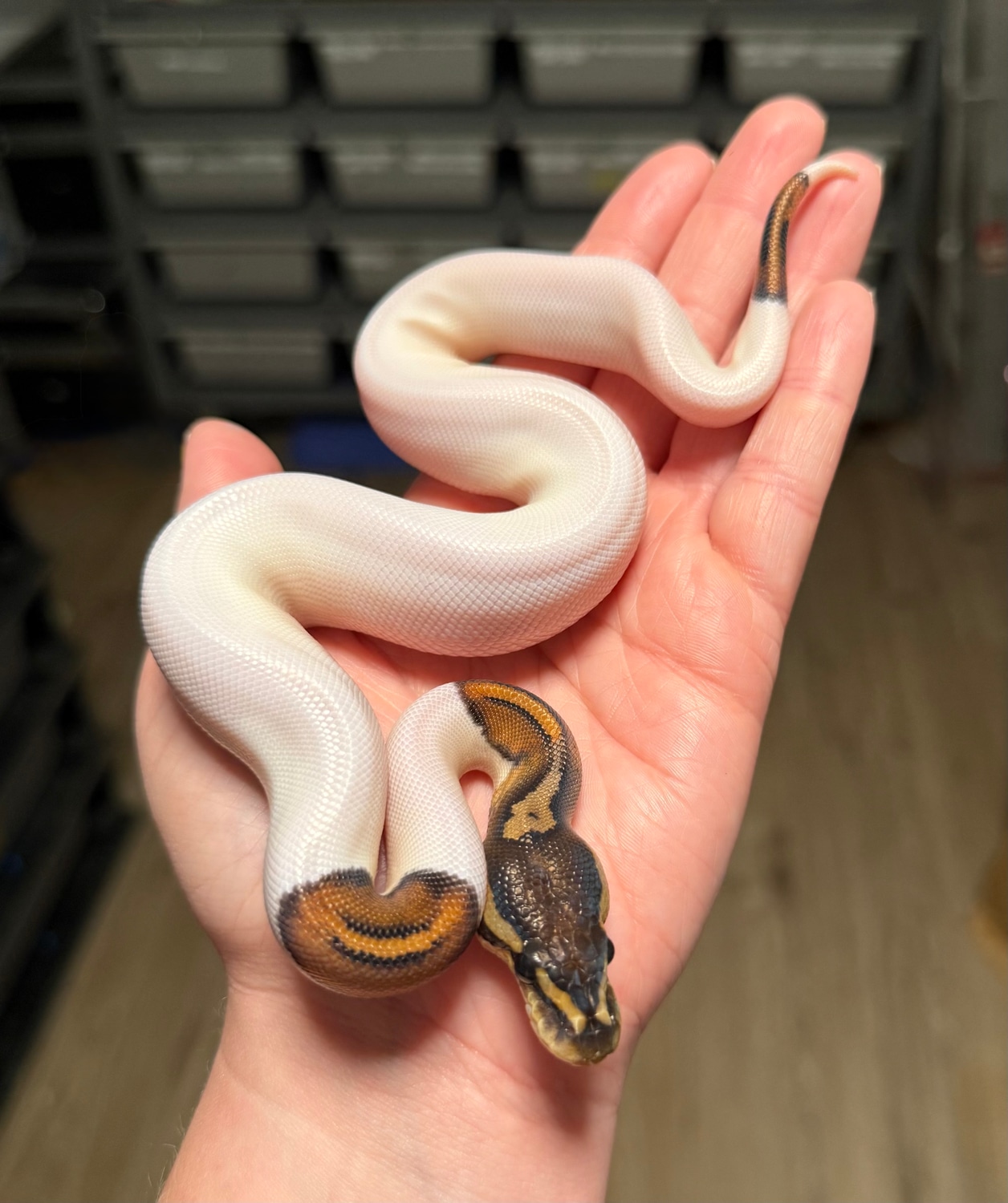 Moreno Ball Pythons