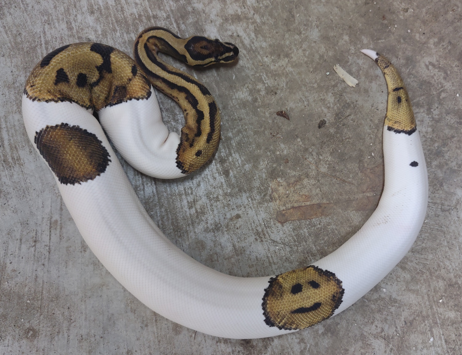 Pied With Smiley Ball Python by Radical Reptile Ranch - MorphMarket