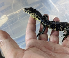 black water monitor for sale