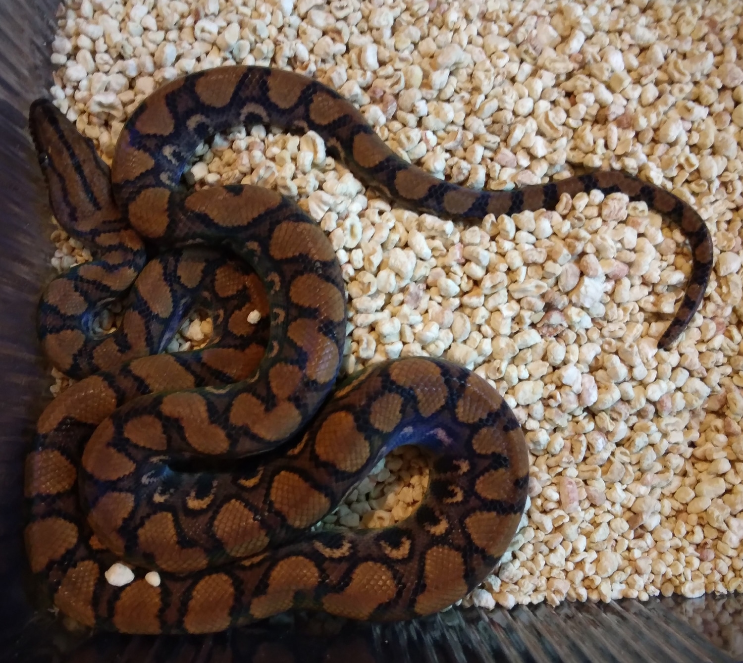 Brazilian Rainbow Boa by The Reptile Shed - MorphMarket - Frozen-Thawed Brazilian Rainbow Boas' Calcium Requirements