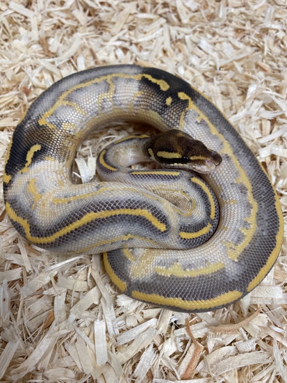 Phantom Leopard Highway Possible Pastel Ball Python by The Reptile Shop