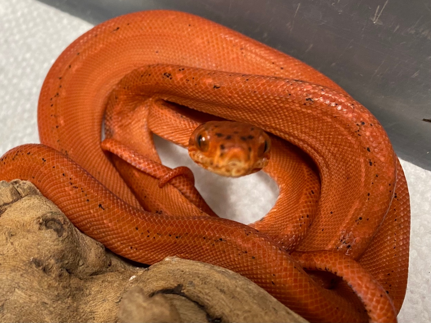 (Tiger) Amazon Tree Boa by The Reptile Shop MorphMarket