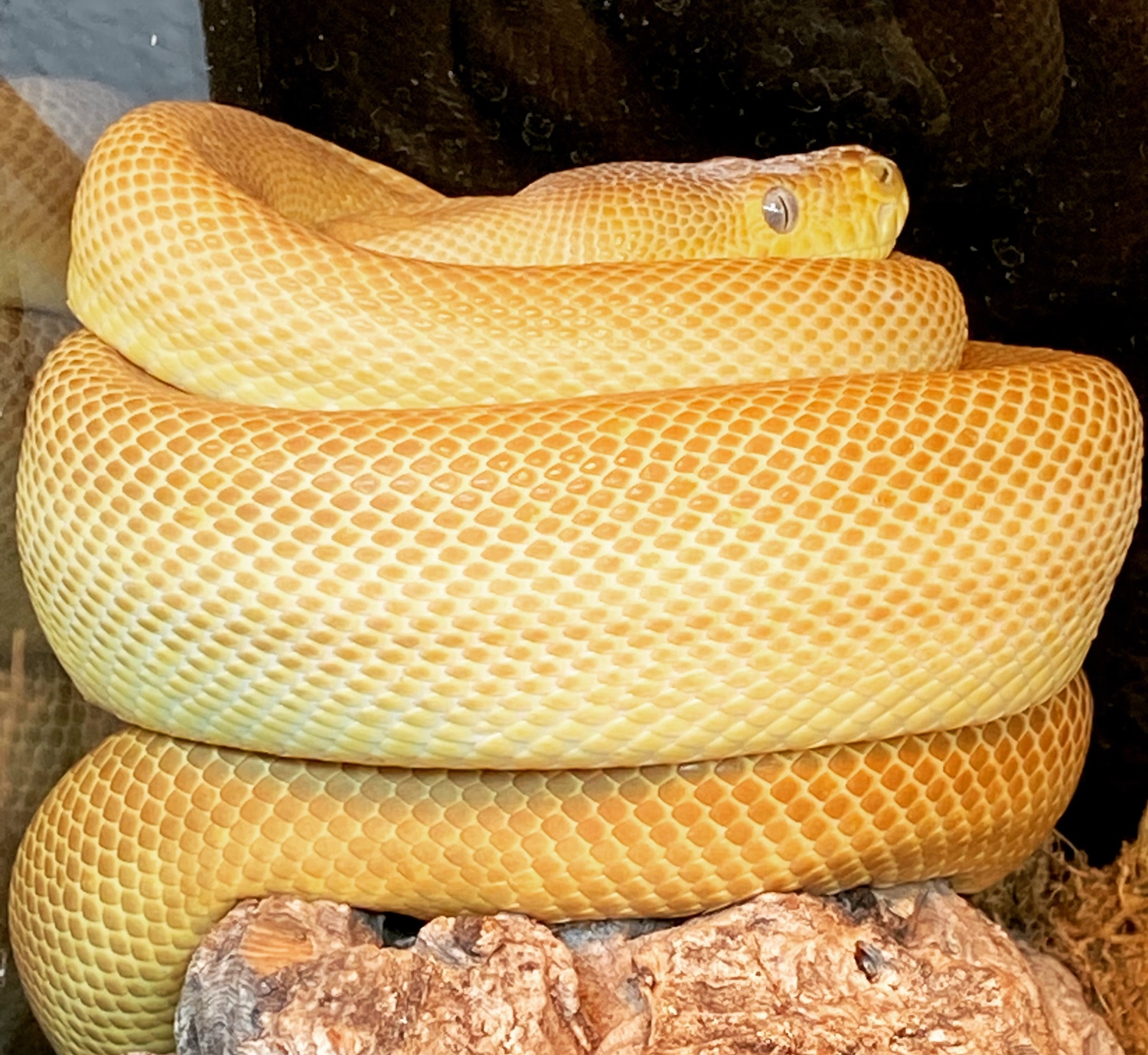 Super Zebra Carpet Python Pos Carmel 50 Het Snow Jungle Carpet Python by The Reptile Shop