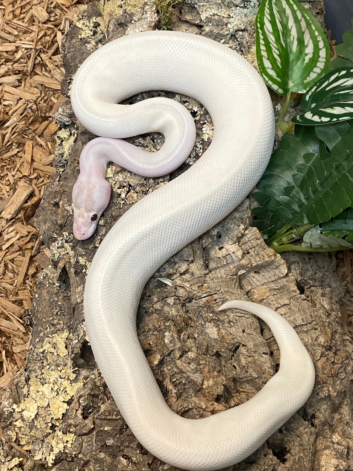 Banana Ivory Ball Python by The Reptile Shop MorphMarket
