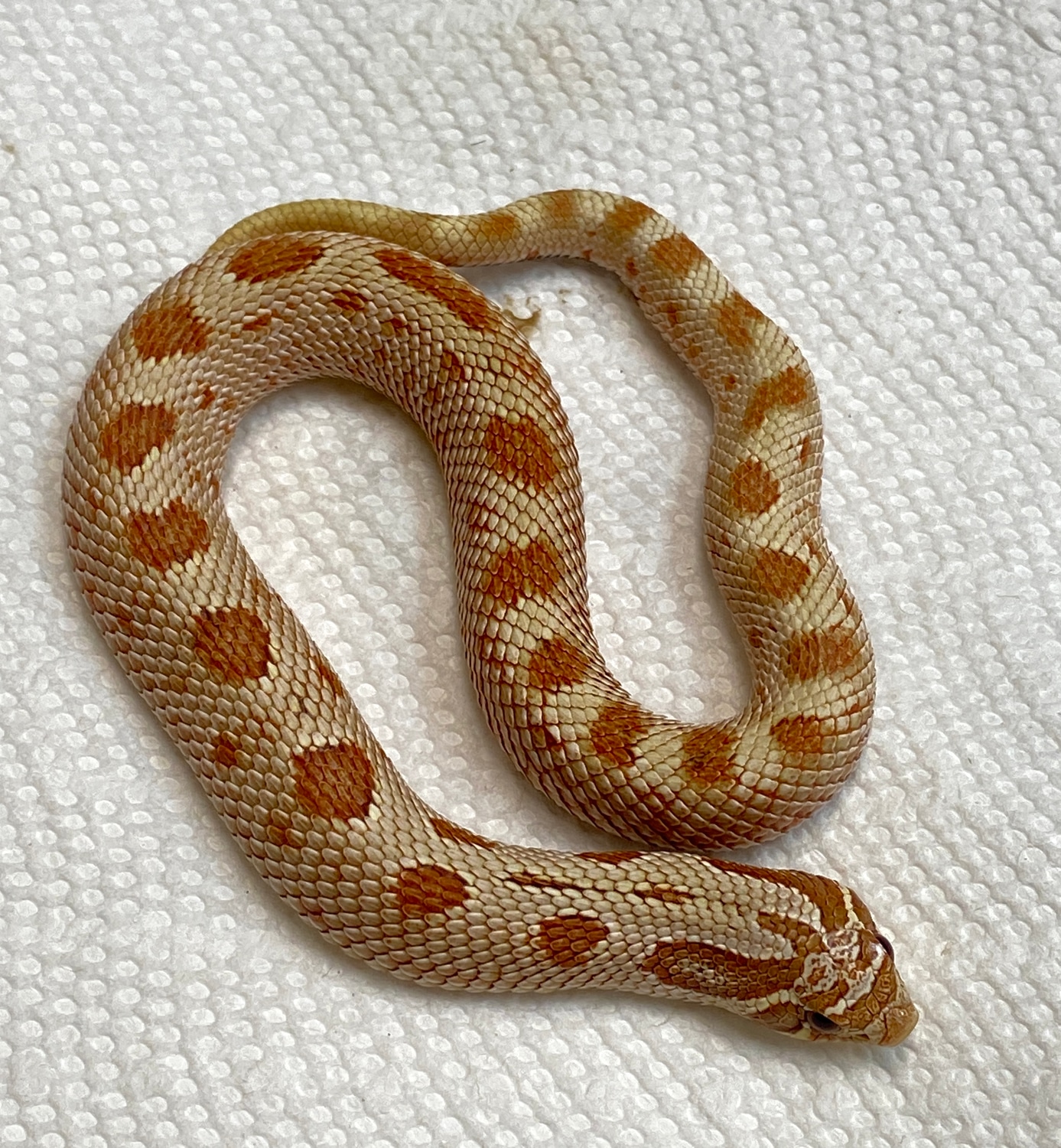 Toffee Conda (Male) Western Hognose by The Reptile Shop MorphMarket