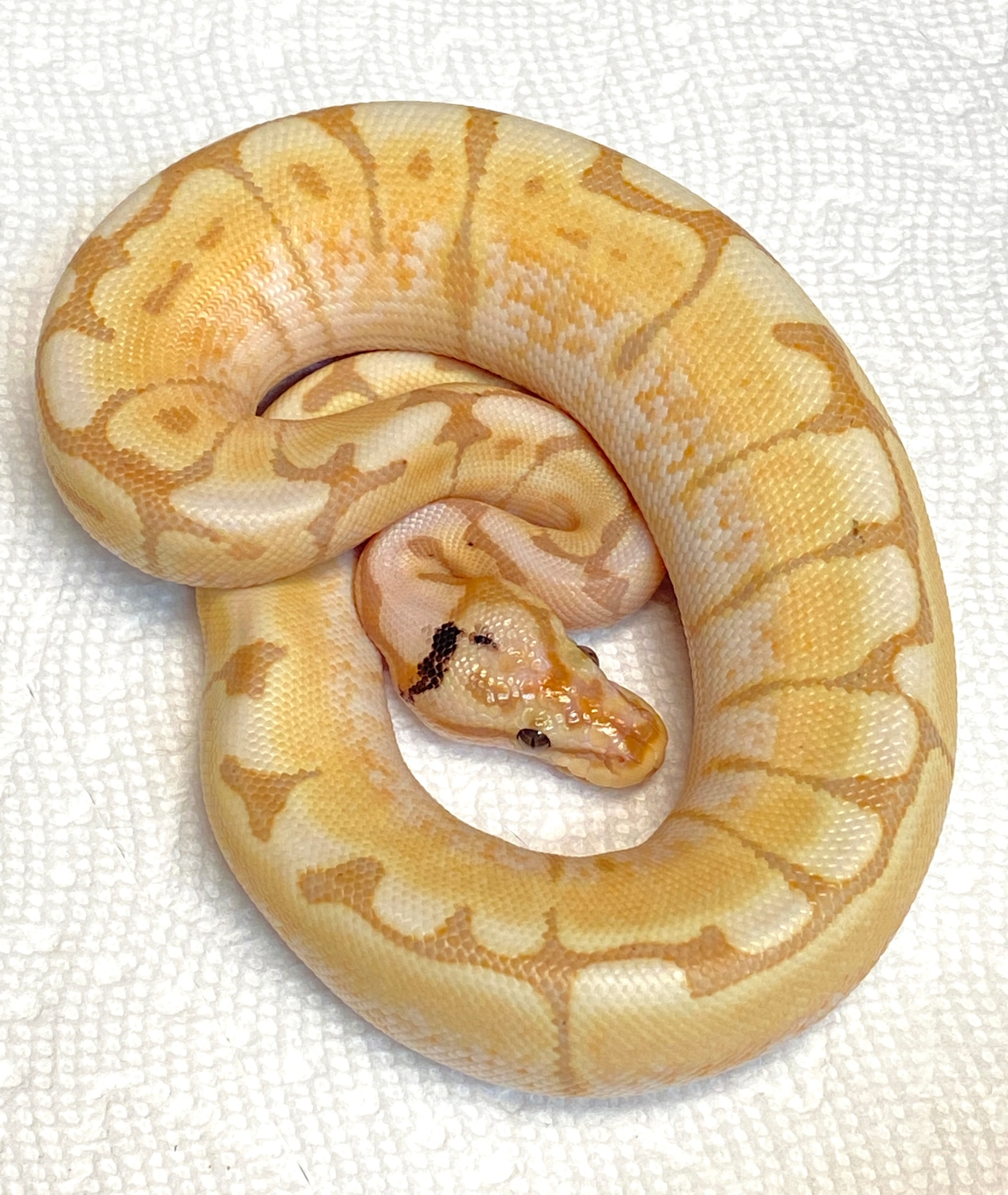 Banana Spider Paradox Ball Python by The Reptile Shop - MorphMarket