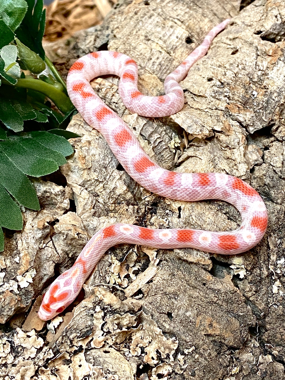 High White Reverse Okeetee Albino Corn Snakes by The Reptile Shop