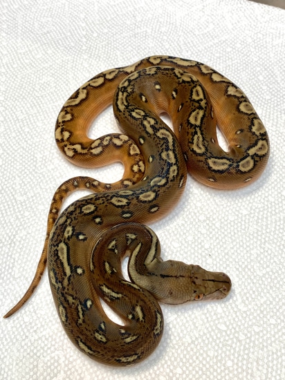 Phantom Sunfire Reticulated Python by The Reptile Shop