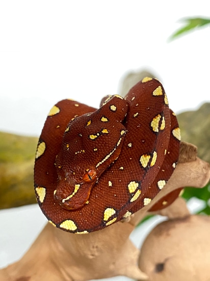 Green Tree Python (Red Biak) by The Reptile Shop