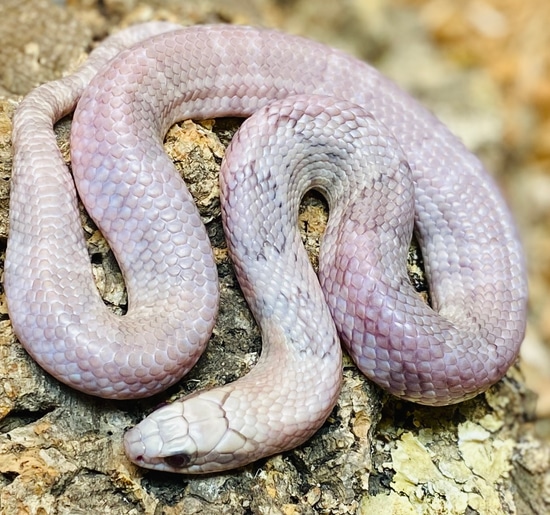 Lavender False Water Cobra (Beautiful 2 Foot Long Male) More Colubrid
