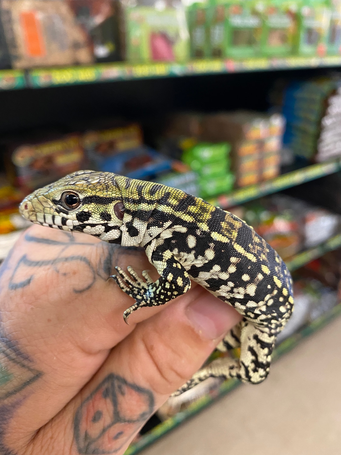 Black And White Tegus Argentine Tegus by The Reptile Shop MorphMarket