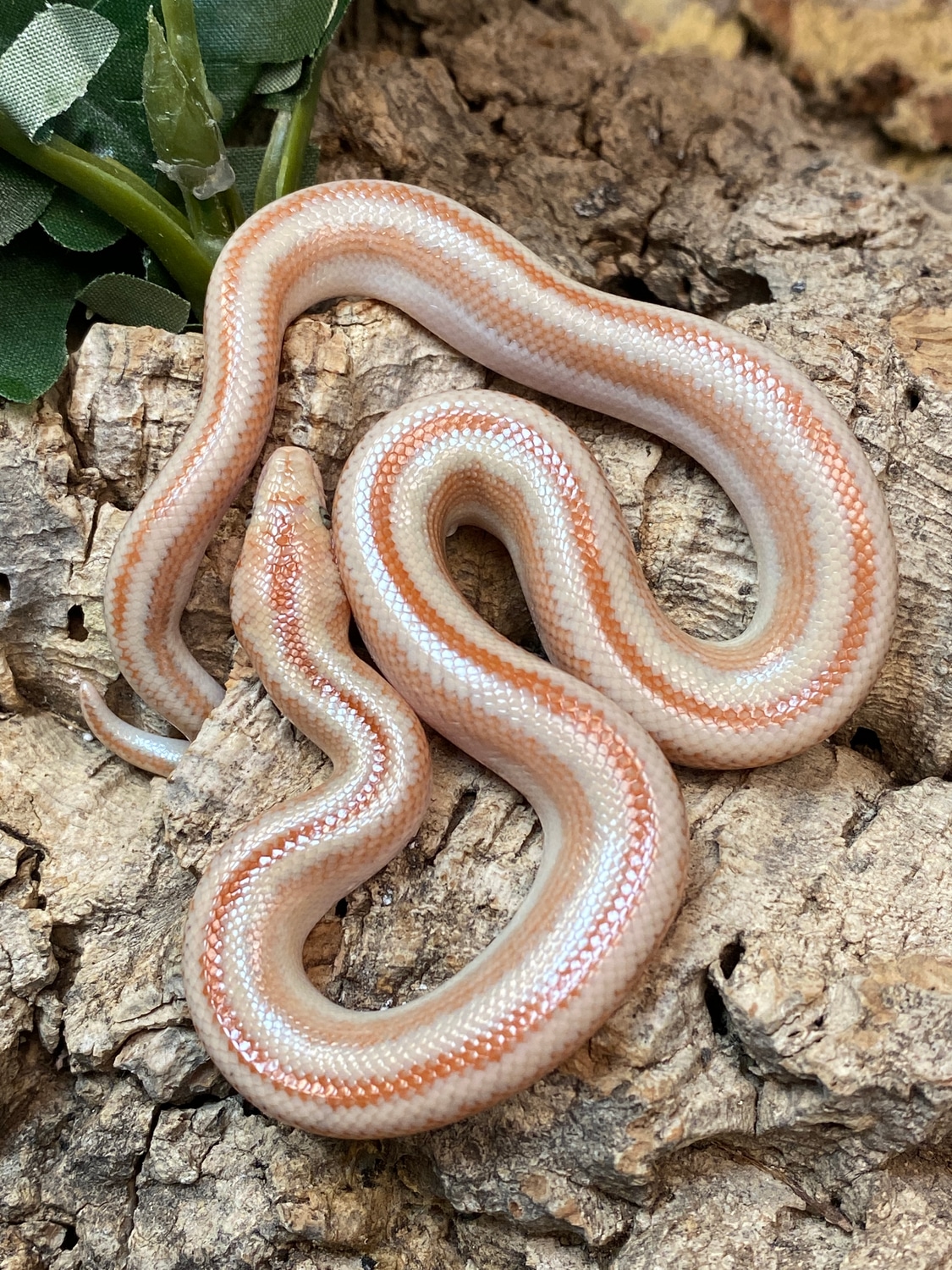 Hypo San Matias Rosy Boa by The Reptile Shop MorphMarket