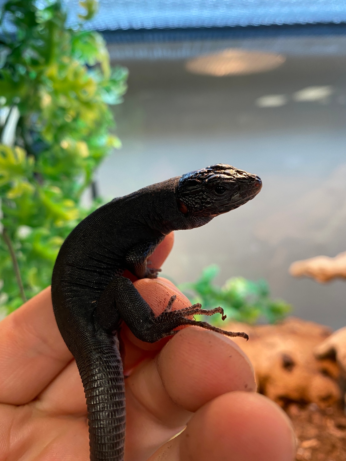 Melanistic Jeweled Lacerta by The Reptile Shop MorphMarket