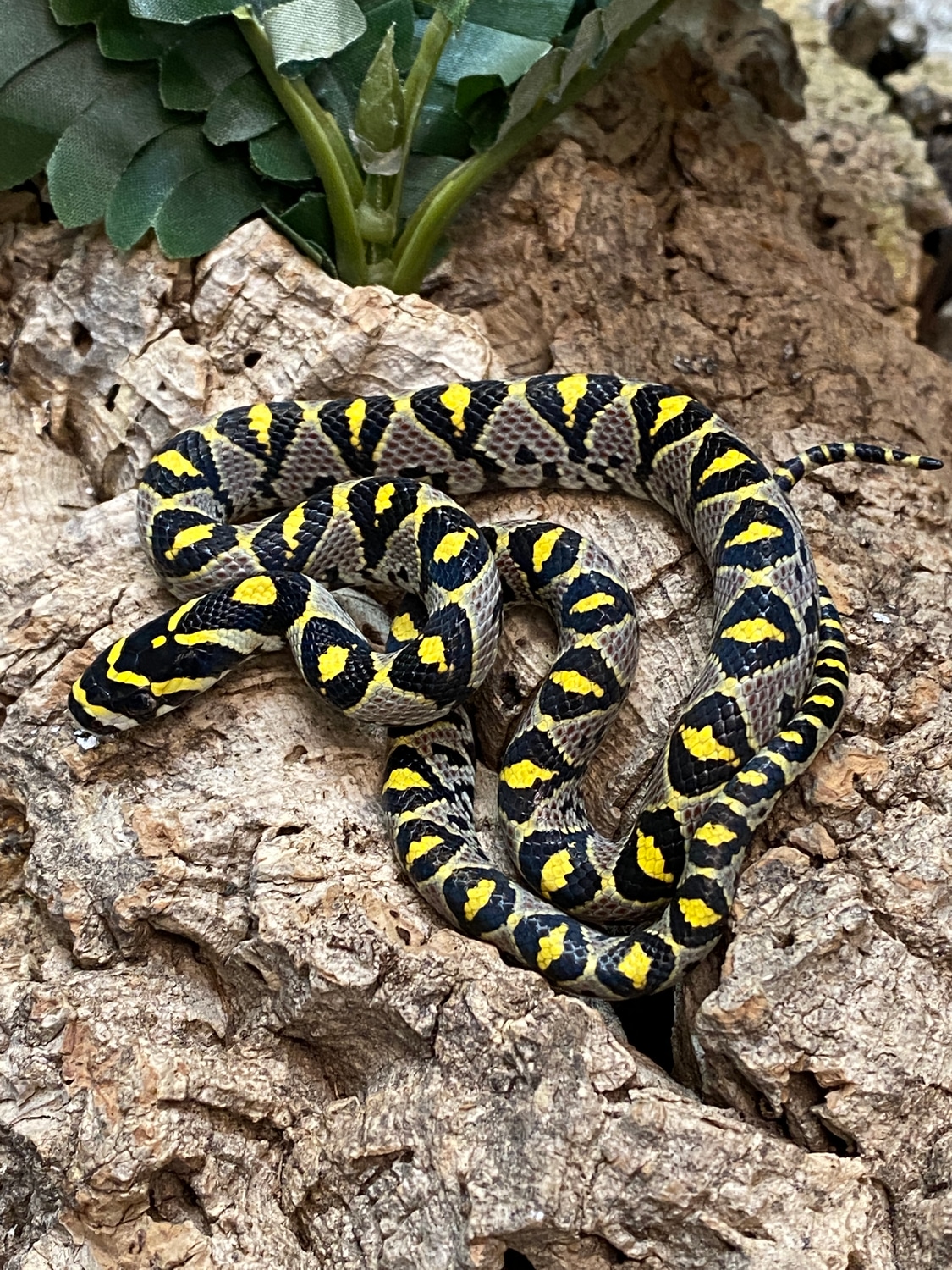 Mandarin Rat Snake by The Reptile Shop - MorphMarket