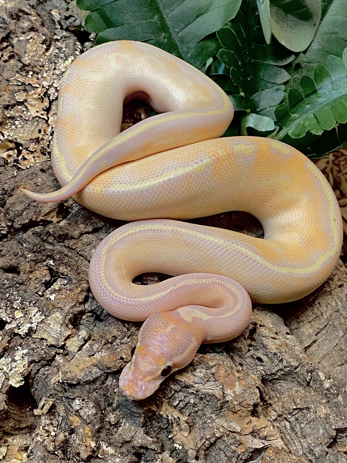 Banana Highway Ball Python by The Reptile Shop MorphMarket