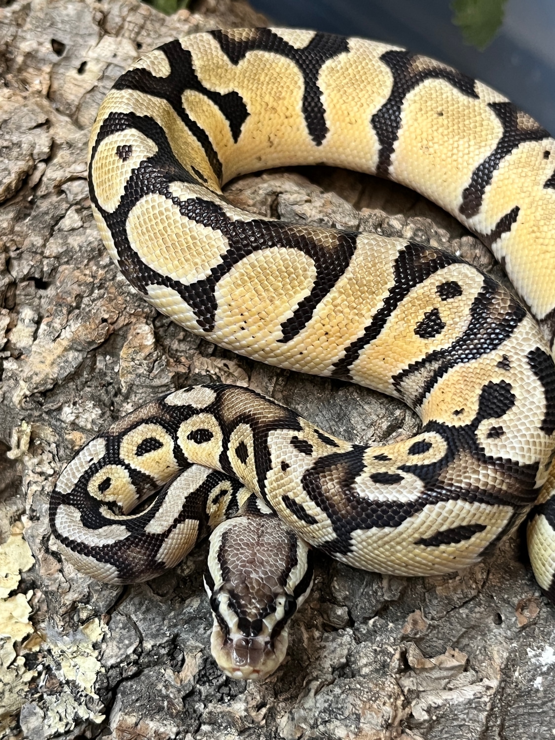 Pastel Het Puzzle Ball Python by The Reptile Shop - MorphMarket