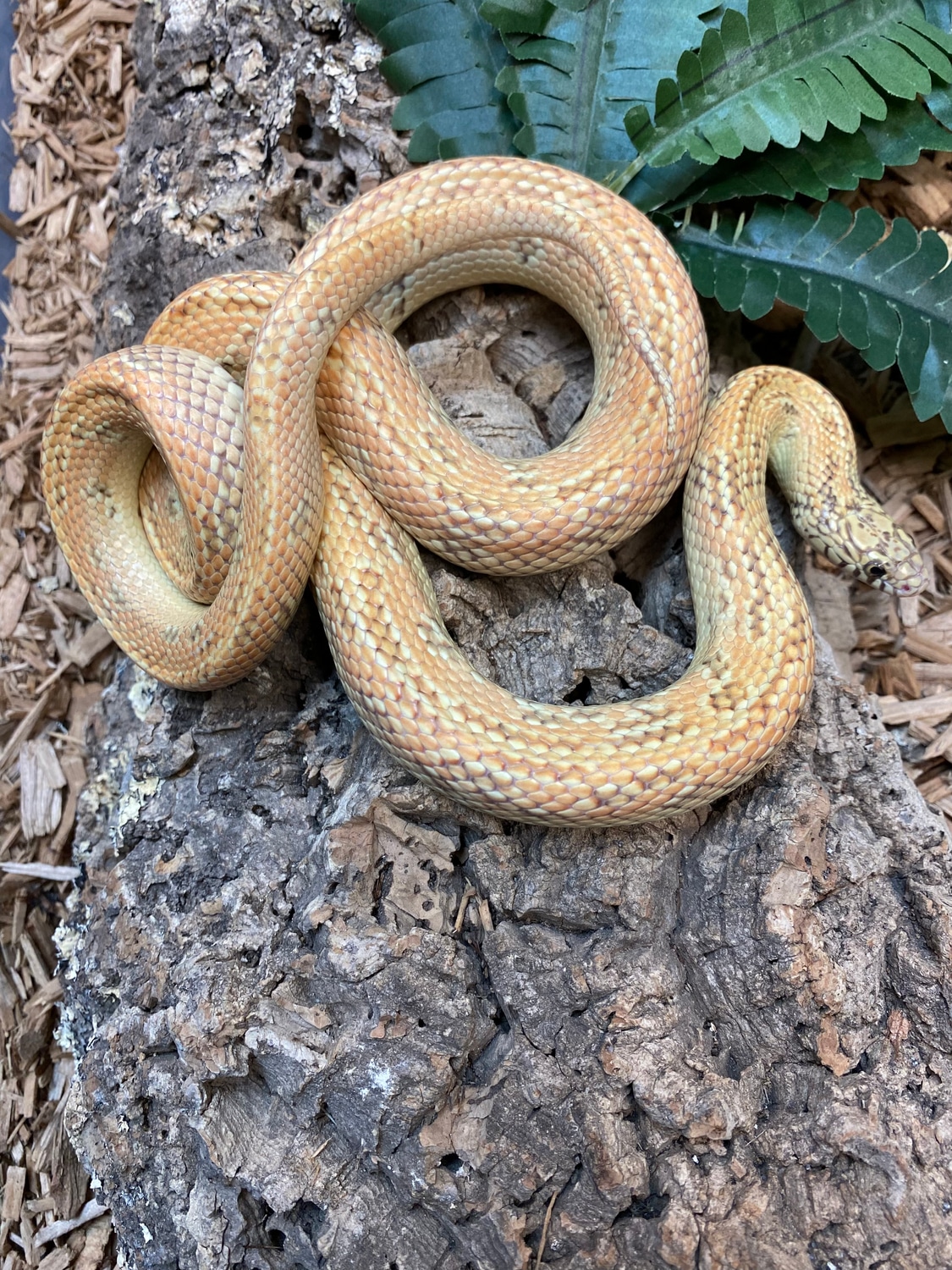Hypo Brooks Kingsnake Florida Kingsnake by The Reptile Shop MorphMarket