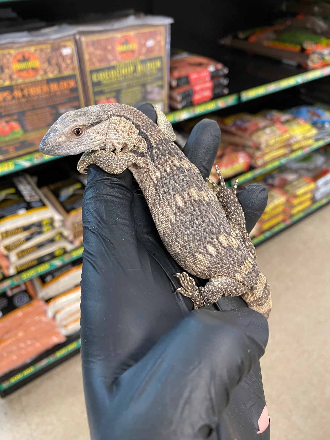 White Throat Monitor Other Monitor by The Reptile Shop MorphMarket