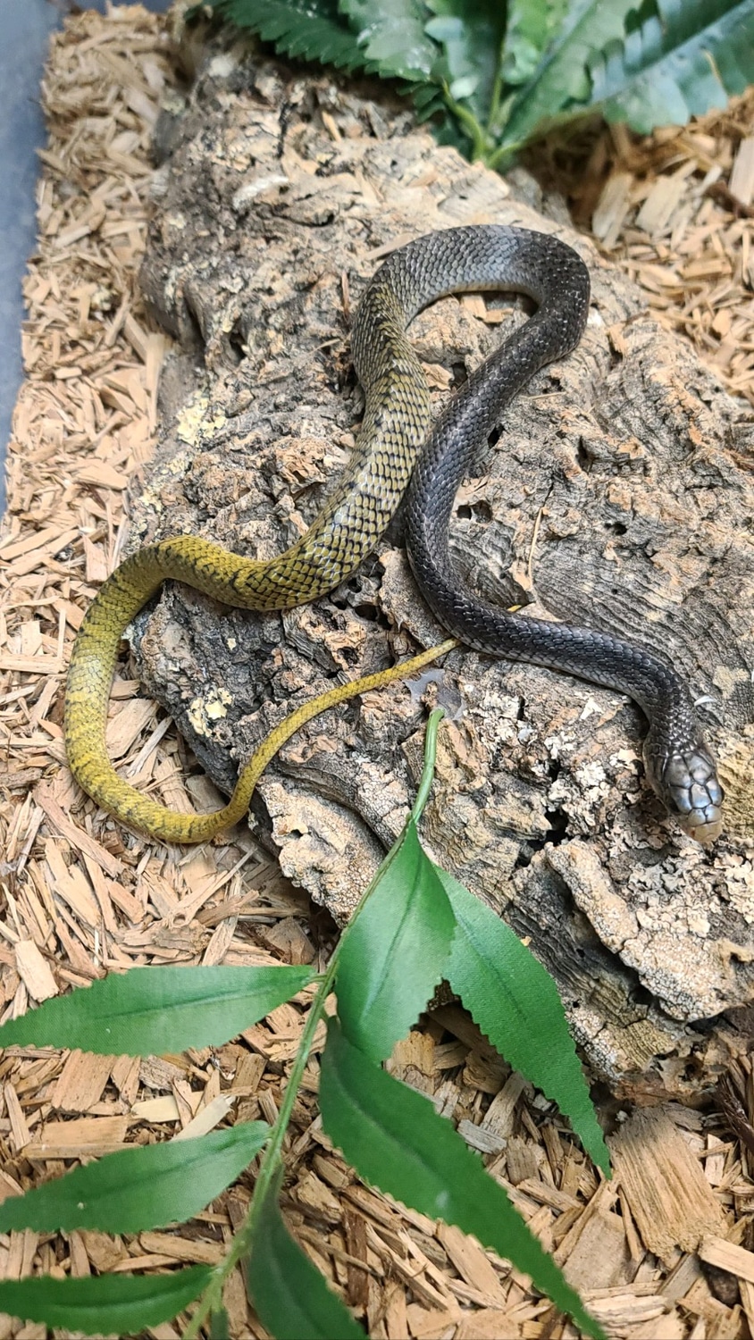 CB Yellow Tail Cribo Female Indigo Snake by The Reptile Shop MorphMarket