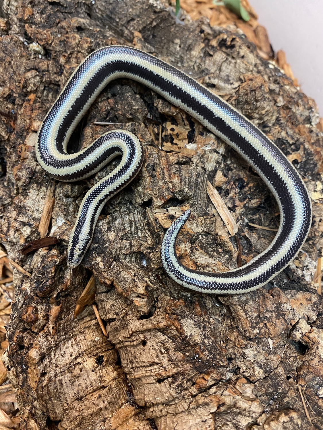 Oregon Pipe Rosy Boa by The Reptile Shop - MorphMarket