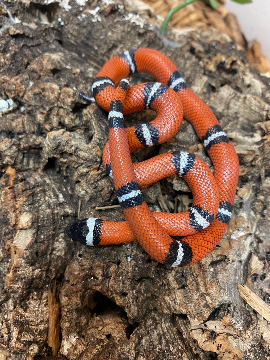 Cosala Pair Sinaloan Milk Snake by The Reptile Shop MorphMarket