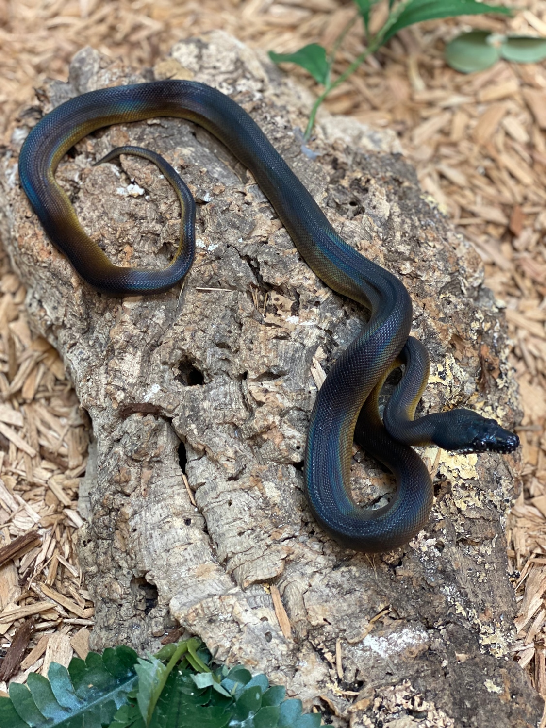 Northern White-lipped Python by The Reptile Shop - MorphMarket