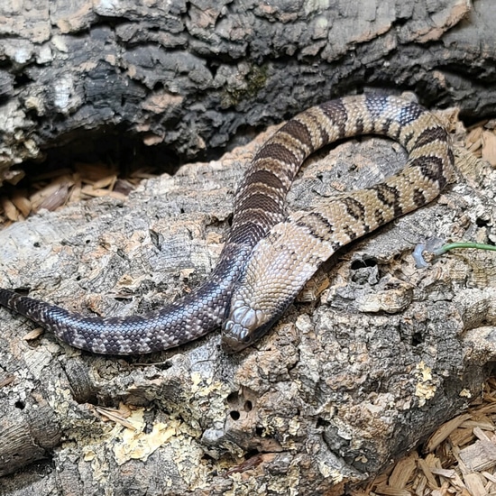 UK Hypo 50% Het Lavender False Water Cobra by The Reptile Shop