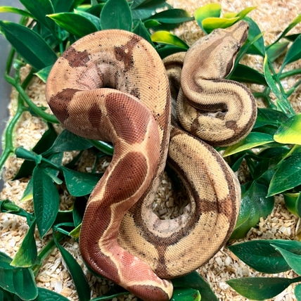 VPI Sunglow Het Blood Boa Constrictor