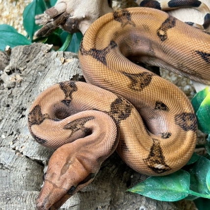 Blood Jungle 100% Het VPI Boa Boa Constrictor