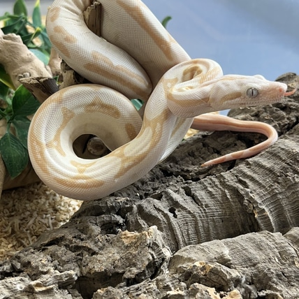Chun Ku VPI Sunglow Labby Jungle 66% Het Anery 2024 Male Boa Constrictor