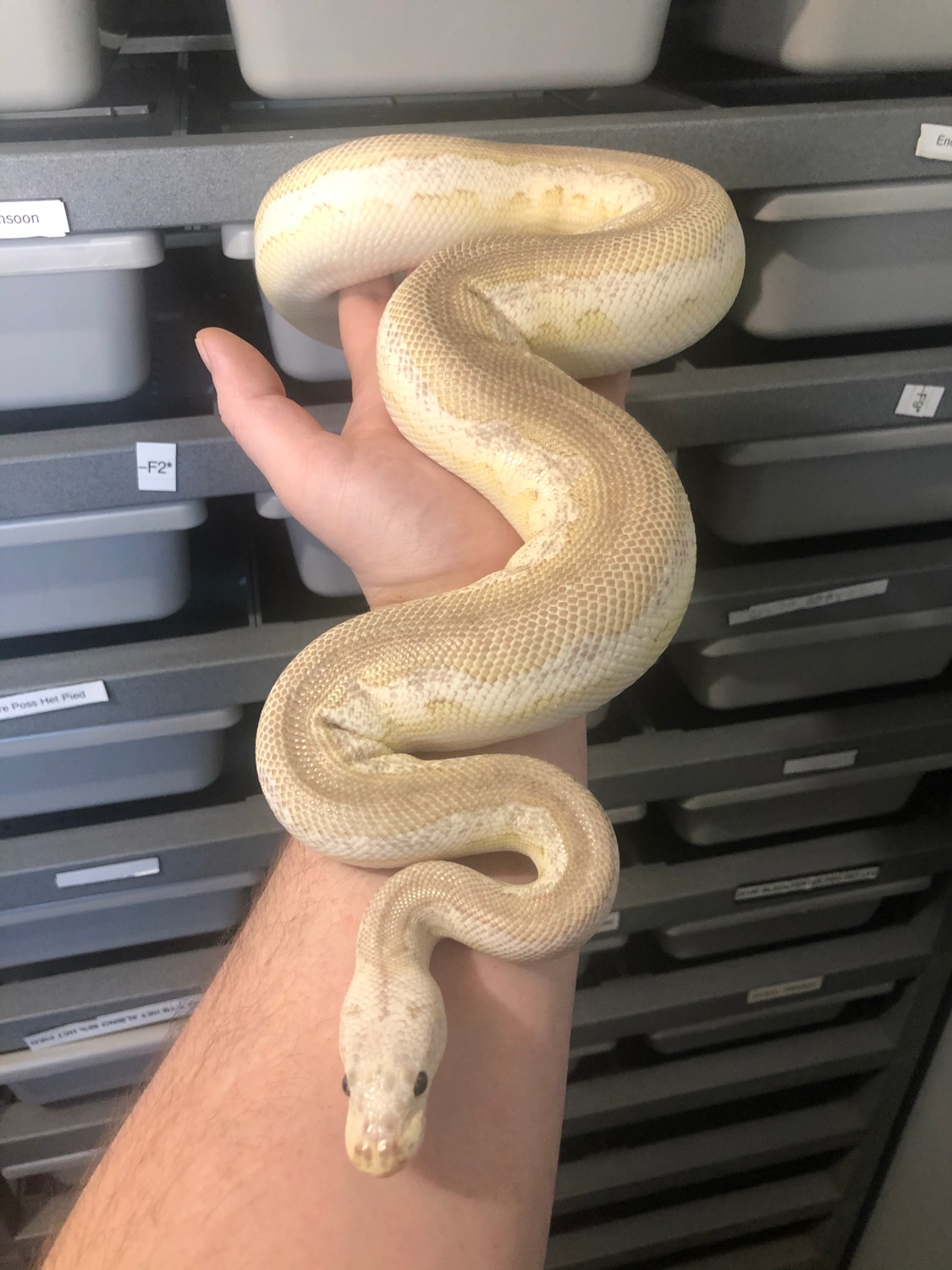 Pastel Lithium Clown Ball Python by The Reptile Ward MorphMarket