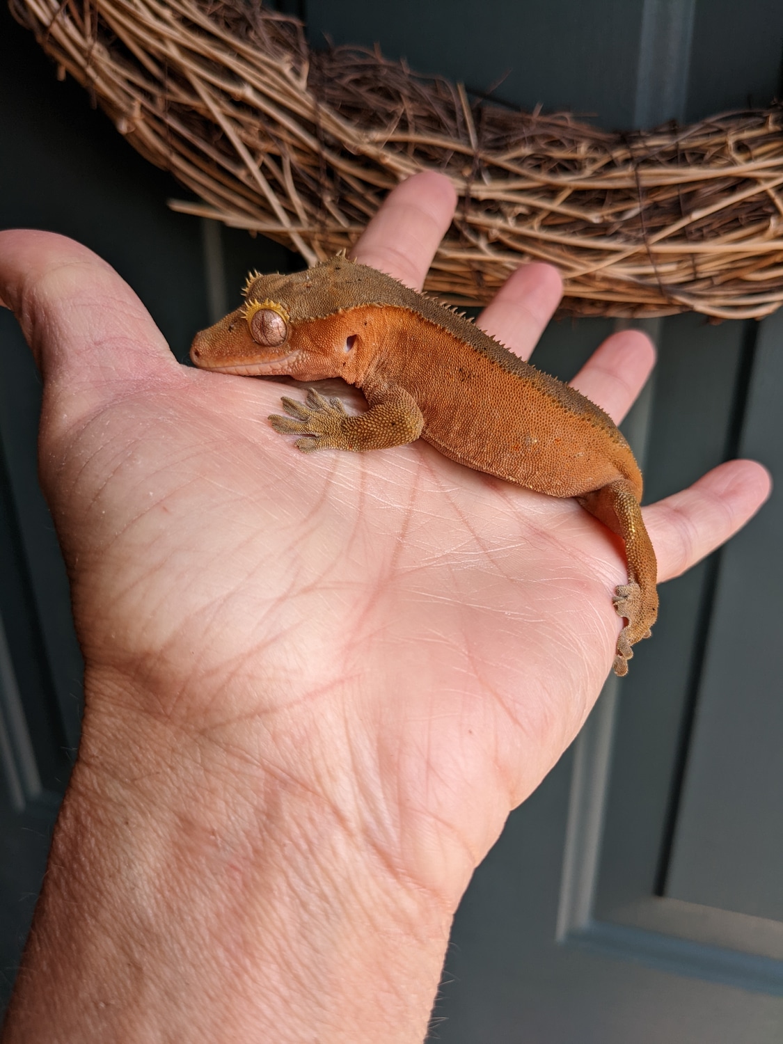 Red Confetti Crested Gecko by The Reptile Whisperer MorphMarket